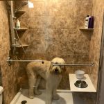 A dog in a glass shower enclosure